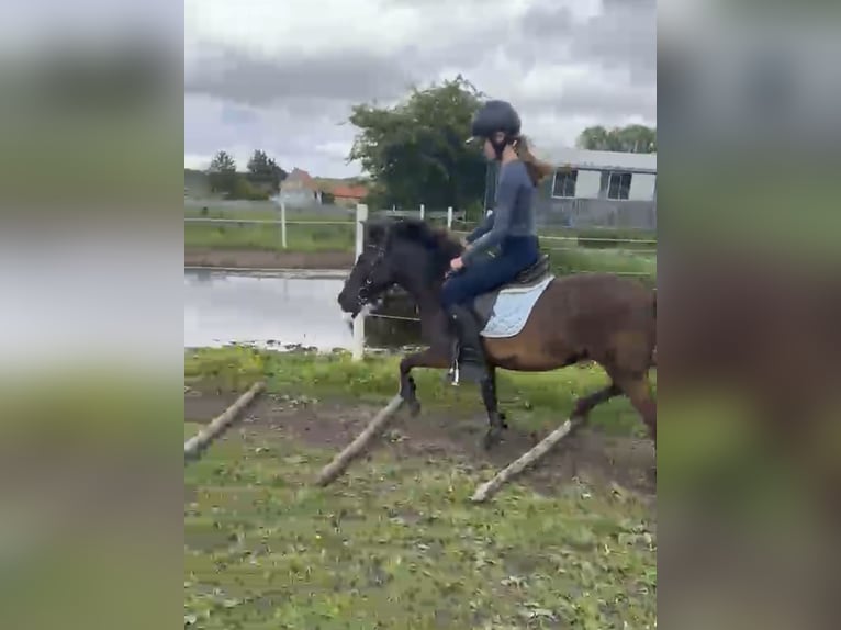 Welsh B Croisé Jument 6 Ans 124 cm Alezan brûlé in Eppertshausen
