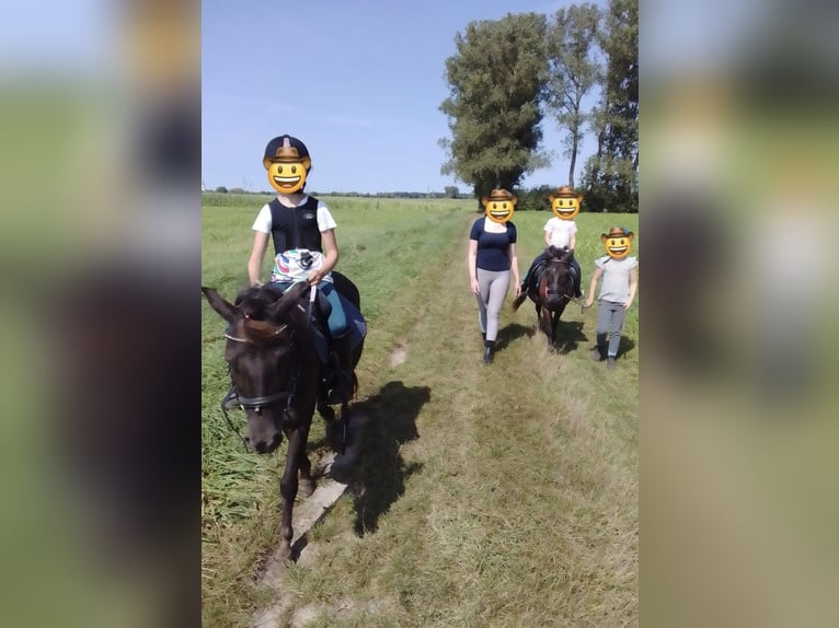 Welsh B Croisé Jument 6 Ans 124 cm Alezan brûlé in Eppertshausen