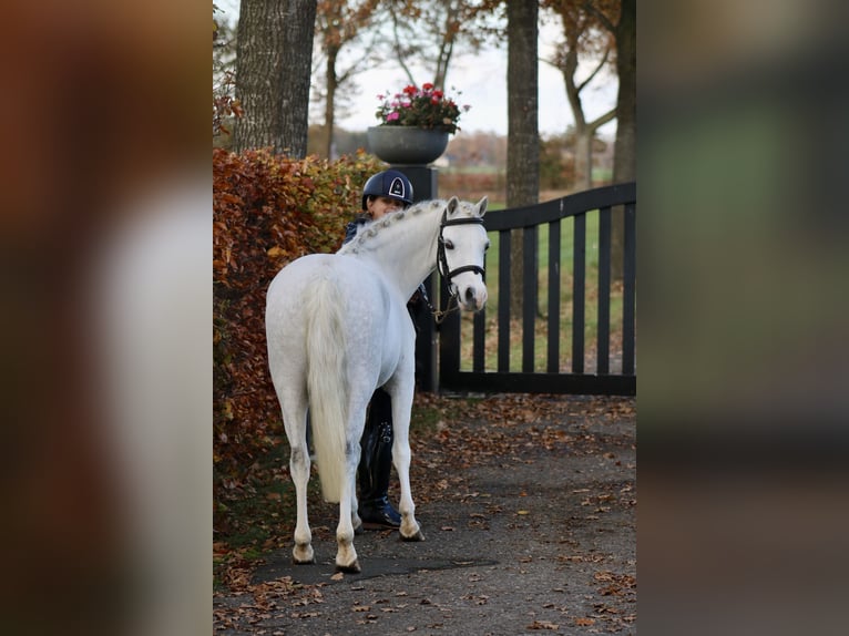 Welsh B Jument 6 Ans 125 cm Blanc in Coevorden