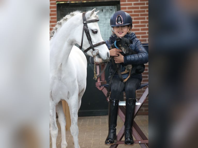 Welsh B Jument 6 Ans 125 cm Blanc in Coevorden