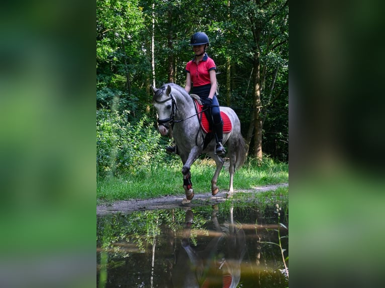 Welsh B Jument 6 Ans 126 cm Rouan bleu in Emmen