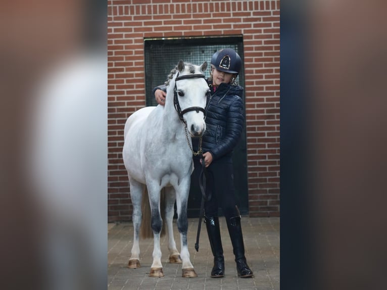 Welsh B Jument 6 Ans  in Coevorden