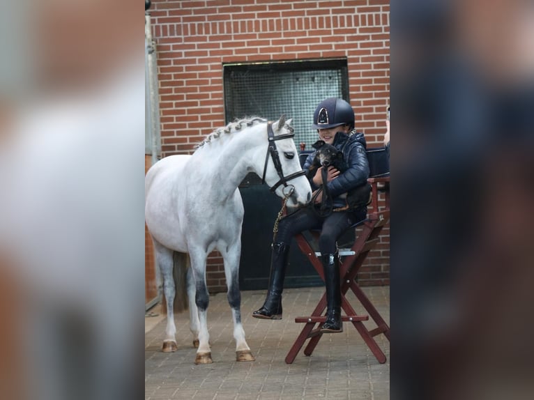 Welsh B Jument 6 Ans  in Coevorden