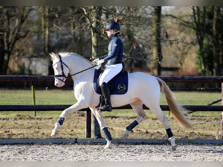 Welsh B Jument 7 Ans 129 cm Alezan in Nuland