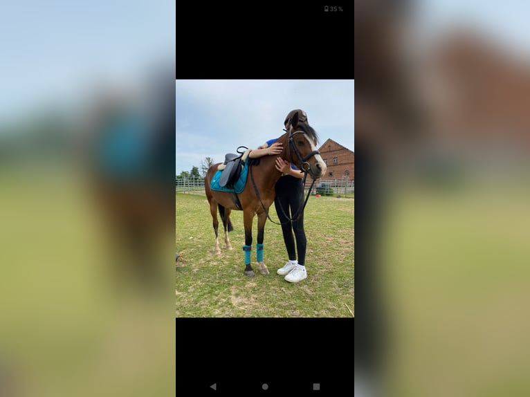 Welsh B Jument 7 Ans 130 cm Bai in Extertal