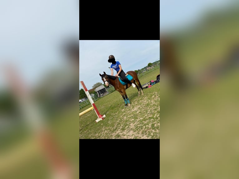 Welsh B Jument 7 Ans 130 cm Bai in Extertal