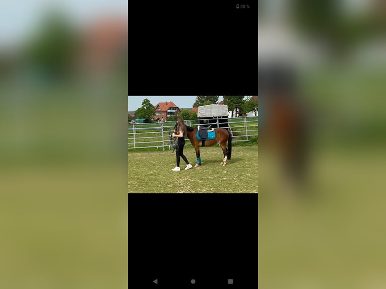 Welsh B Jument 7 Ans 130 cm Bai in Extertal