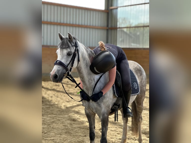 Welsh B Jument 7 Ans 132 cm Gris in Korschenbroich