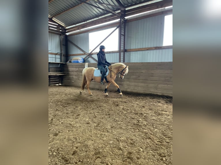 Welsh B Jument 7 Ans 132 cm Palomino in Tata