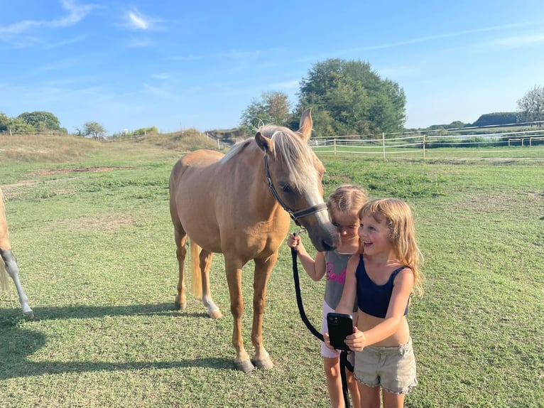 Welsh B Jument 7 Ans 132 cm Palomino in Tata