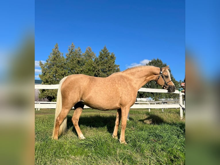Welsh B Jument 7 Ans 132 cm Palomino in Tata