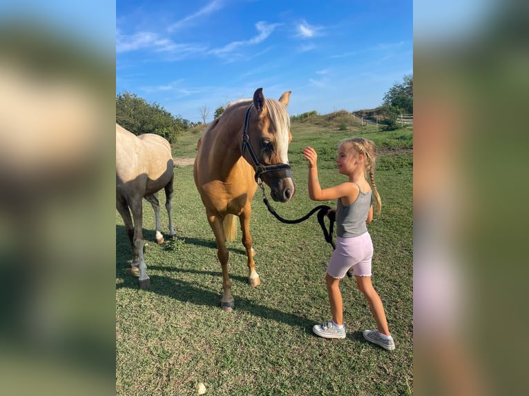 Welsh B Jument 7 Ans 132 cm Palomino in Tata