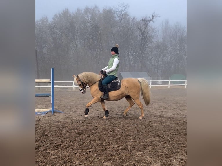 Welsh B Jument 7 Ans 132 cm Palomino in Tata