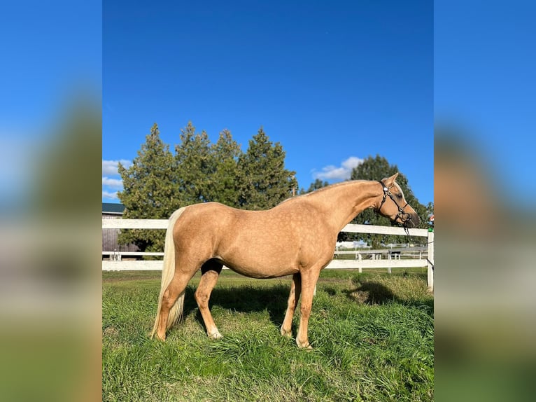 Welsh B Jument 7 Ans 132 cm Palomino in Tata