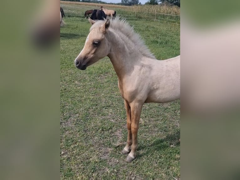 Welsh B Jument 7 Ans 133 cm Palomino in Rechnitz