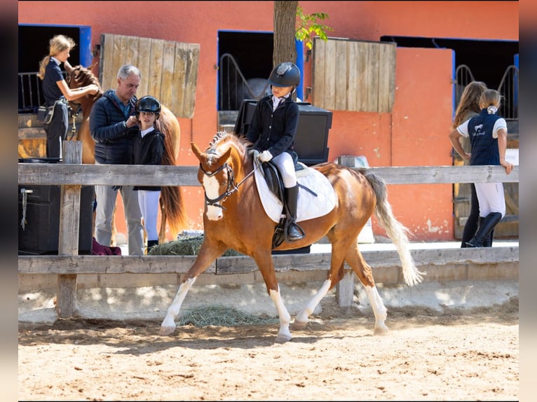 Welsh B Jument 8 Ans 134 cm Alezan in Cometa, La (Calpe) (Urbanizacion)