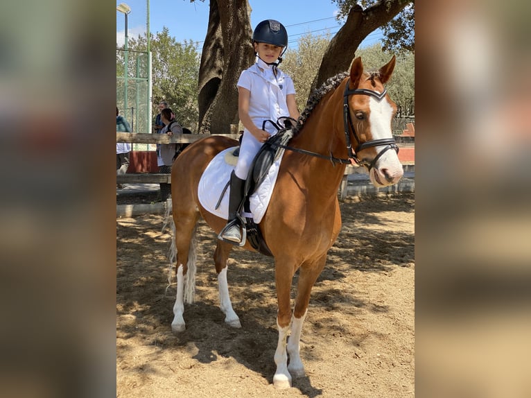 Welsh B Jument 8 Ans 134 cm Alezan in Calpe