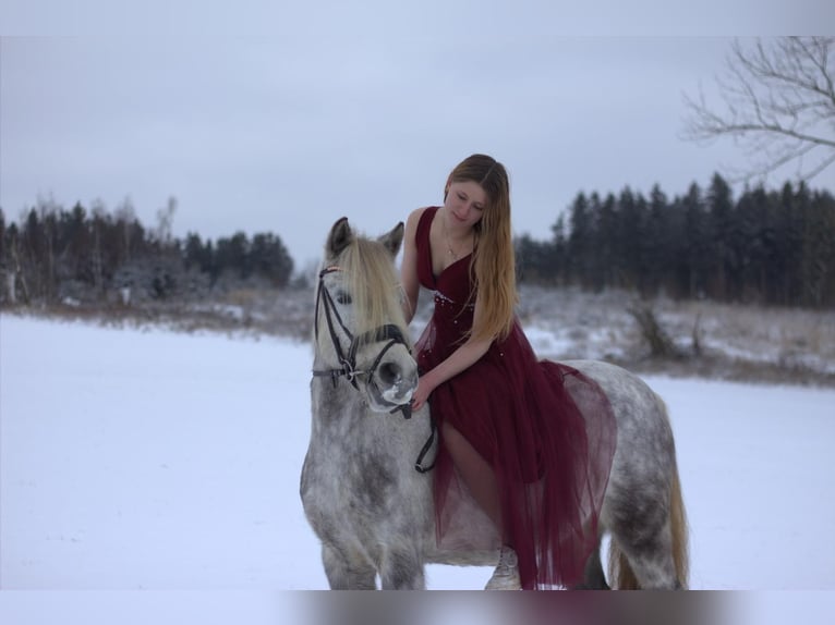 Welsh B Jument 8 Ans 135 cm Gris in Maisach