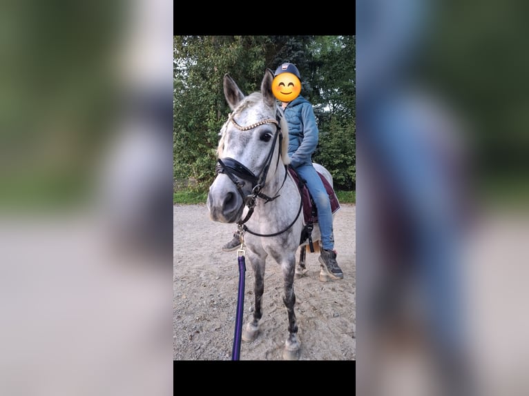 Welsh B Croisé Jument 8 Ans 135 cm Gris in Maisach