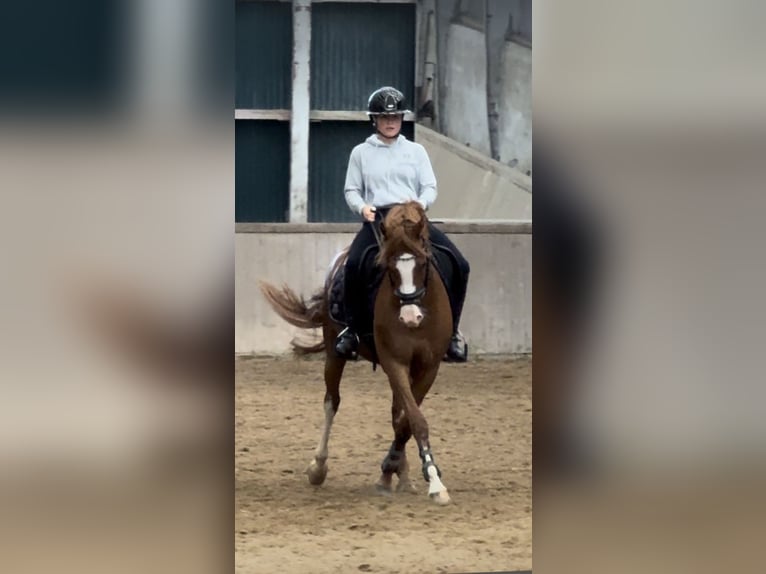 Welsh B Jument 8 Ans 145 cm Alezan in BovenauBovenau
