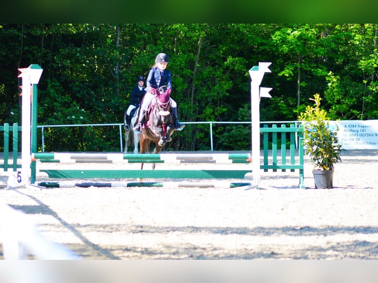 Welsh B Jument 9 Ans 125 cm Noir in Eidenberg