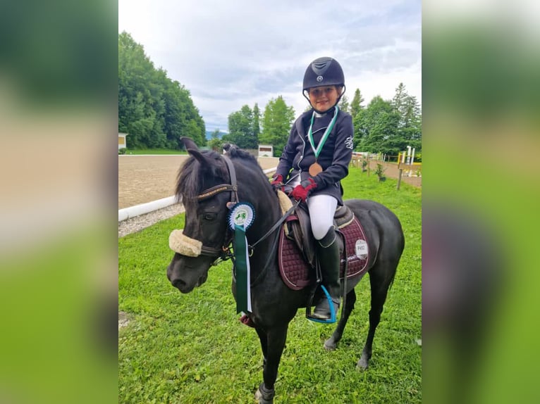 Welsh B Jument 9 Ans 125 cm Noir in Eidenberg