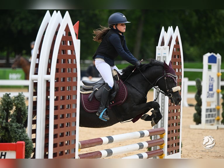 Welsh B Jument 9 Ans 125 cm Noir in Eidenberg