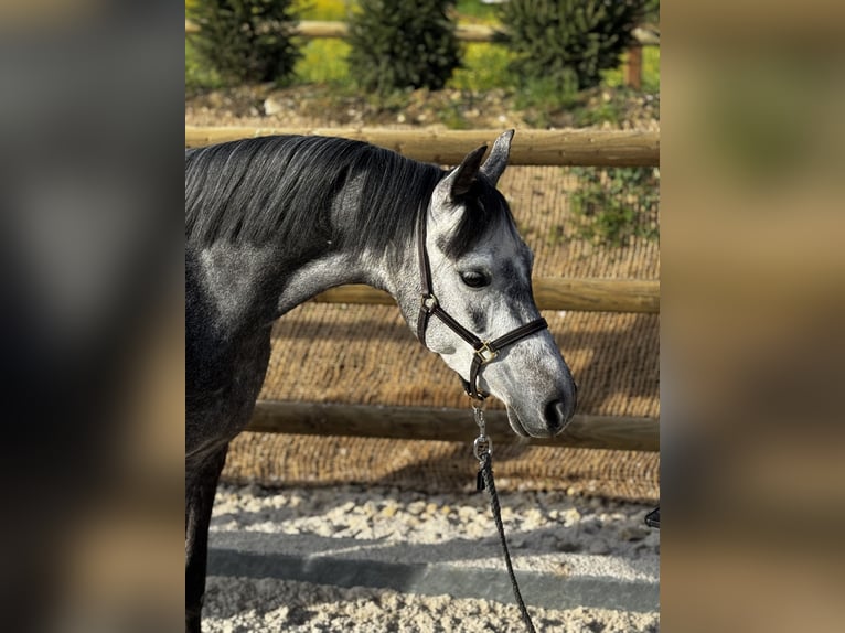 Welsh B Jument 9 Ans 129 cm Bai brun in Gelterkinden