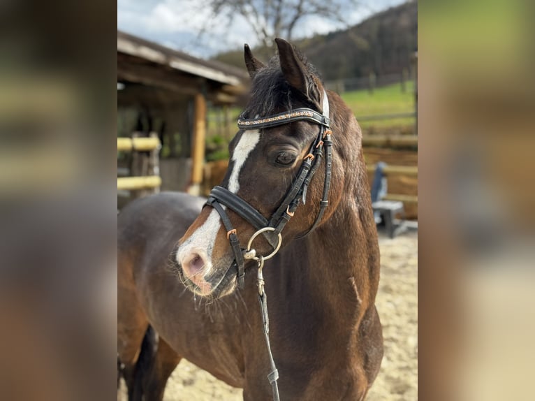 Welsh B Jument 9 Ans 129 cm Bai brun in Gelterkinden