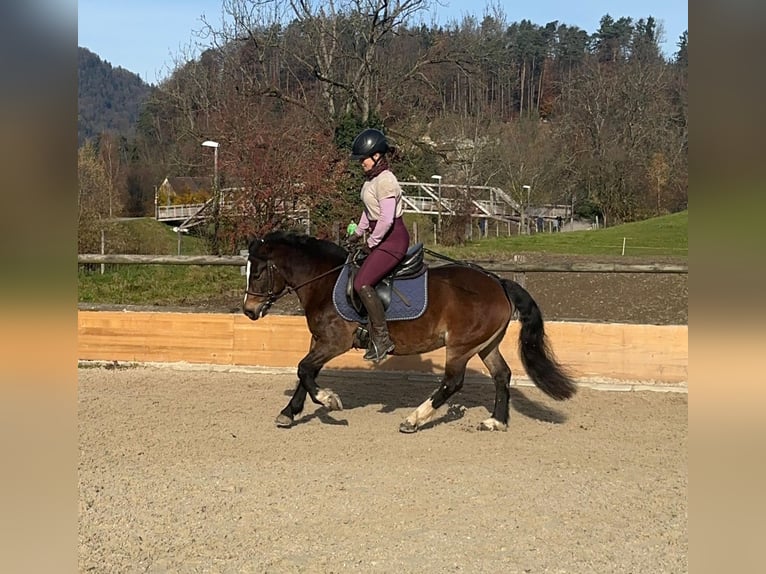 Welsh B Croisé Jument 9 Ans 130 cm Bai in Adliswil