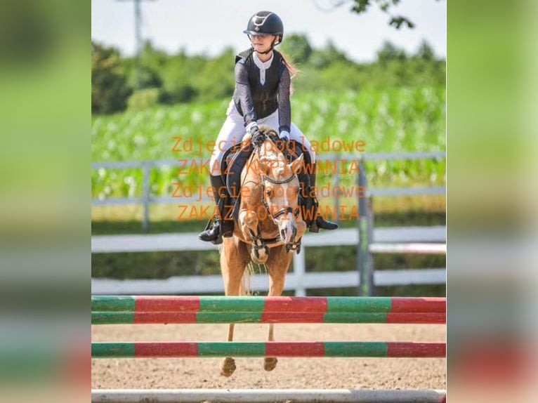 Welsh B Jument 9 Ans 134 cm Palomino in &#x17B;nin