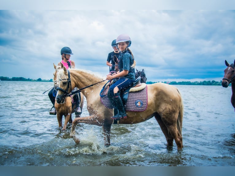 Welsh B Jument 9 Ans 134 cm Palomino in &#x17B;nin