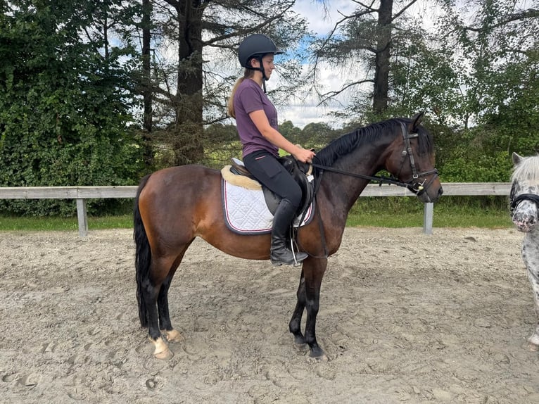 Welsh B Jument 9 Ans 136 cm Bai in Süderlügum Welsh B Jument 9 Ans 136 cm Bai in Süderlügum