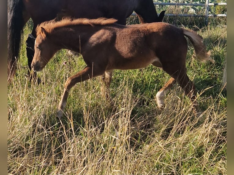 Welsh B Jument Poulain (07/2025) 134 cm Alezan in Filderstadt
