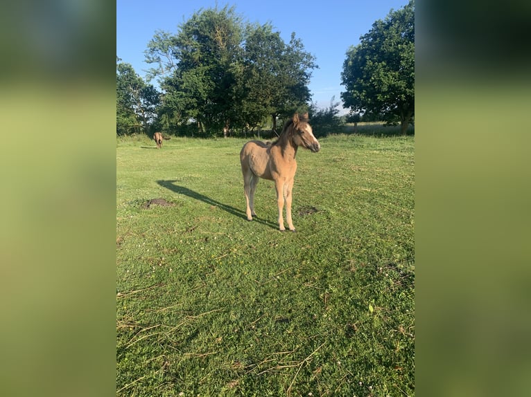 Welsh B Croisé Jument Poulain (04/2026) 140 cm Buckskin in Klein Offenseth-Sparrieshoop