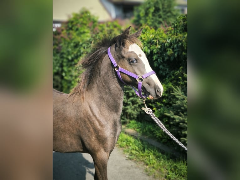 Welsh B Jument  Buckskin in Zawada