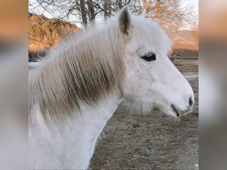 Welsh B Mix Mare 10 years 11,2 hh Gray in Bad Endbach