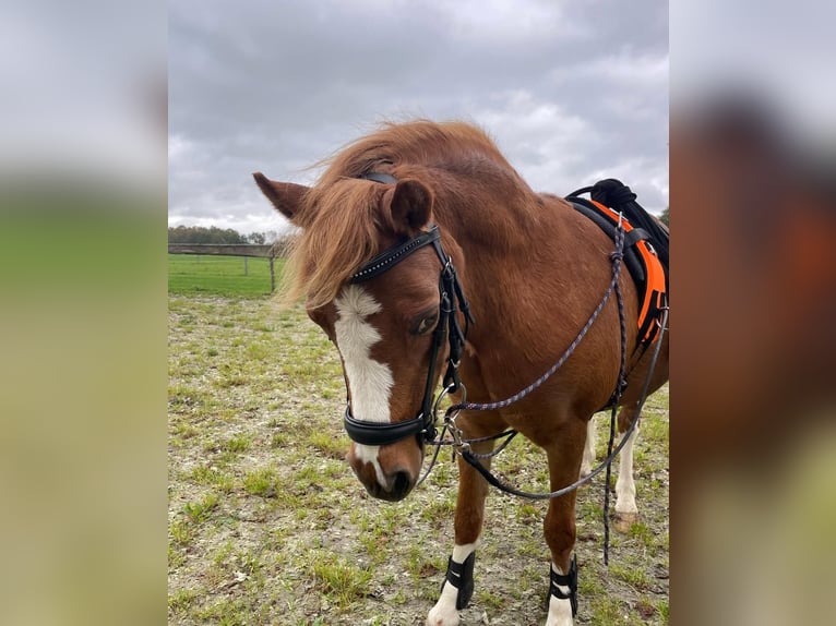 Welsh B Mare 10 years 12,1 hh Bay in North Wales