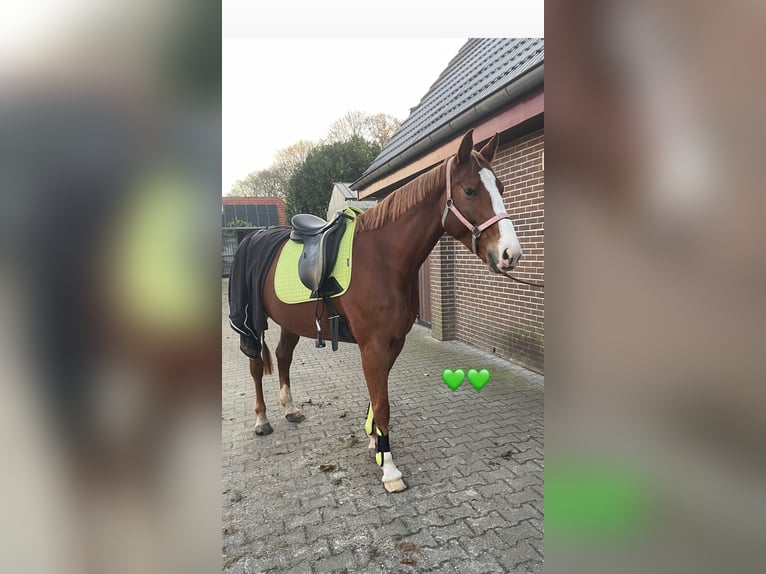 Welsh B Mare 10 years 12,1 hh Bay in North Wales