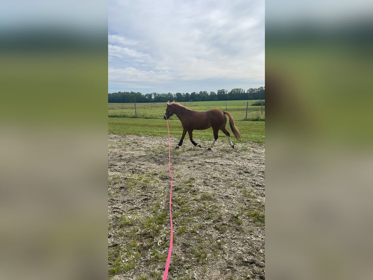 Welsh B Mare 10 years 12,1 hh Bay in North Wales