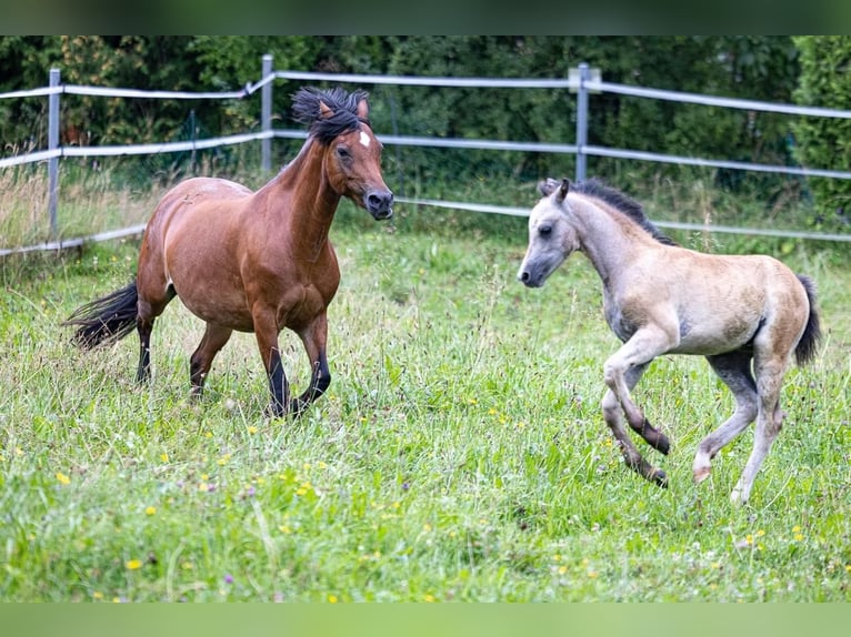 Welsh B Mare 10 years 12,1 hh Brown in Nussdorf am Attetsee