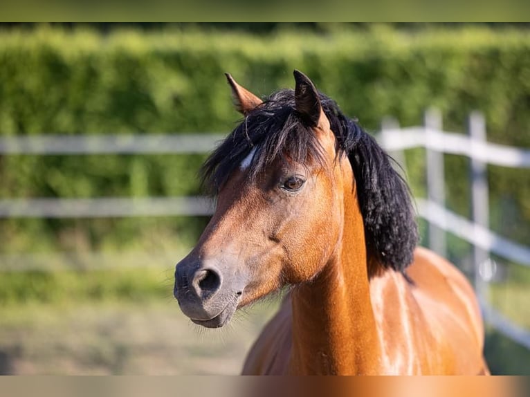 Welsh B Mare 10 years 12,1 hh Brown in Nussdorf am Attetsee