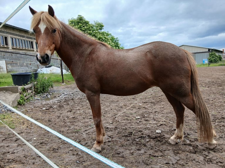 Welsh B Mix Mare 10 years 12.1 hh Chestnut-Red in Unterwellenborn