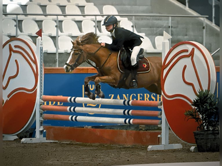 Welsh B Mare 10 years 12.1 hh Chestnut-Red in America