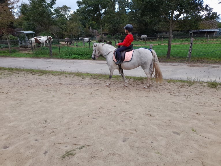 Welsh B Mix Mare 10 years 12,1 hh Gray-Blue-Tan in Ommel