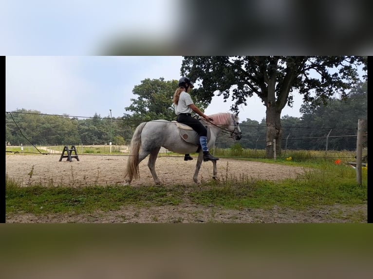 Welsh B Mix Mare 10 years 12,1 hh Gray-Blue-Tan in Ommel