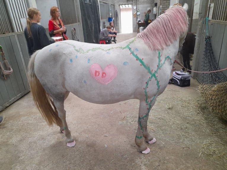 Welsh B Mix Mare 10 years 12,1 hh Gray-Blue-Tan in Ommel