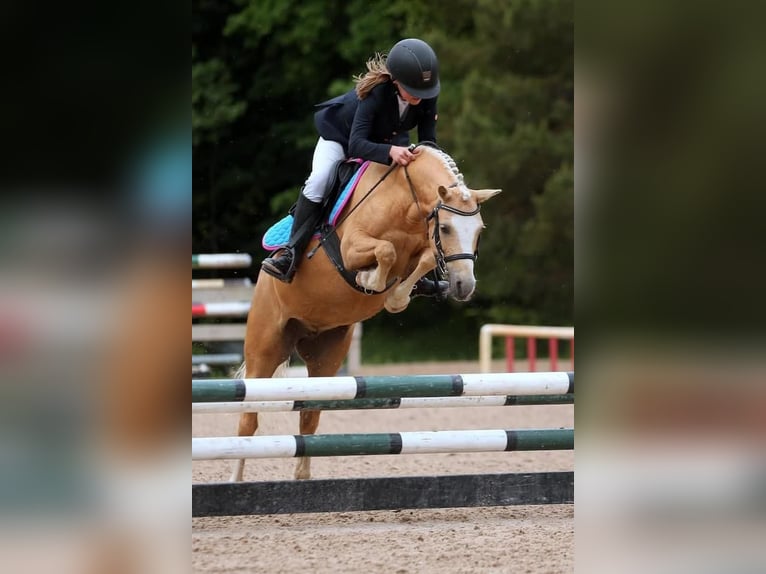 Welsh B Mare 10 years 12,1 hh in Riga