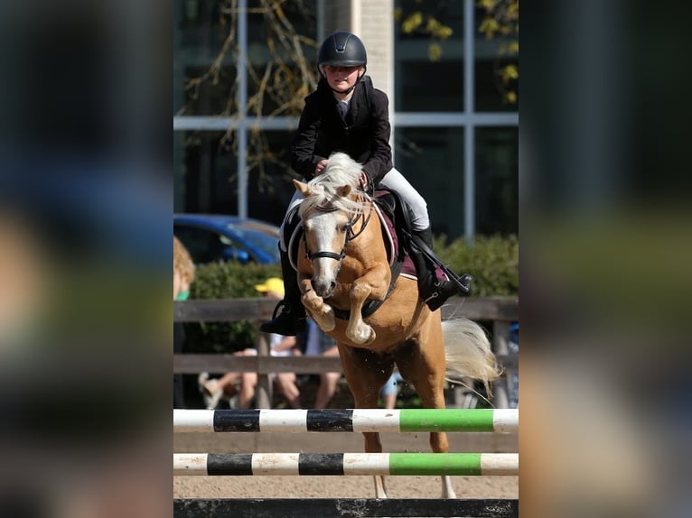 Welsh B Mare 10 years 12,1 hh in Riga