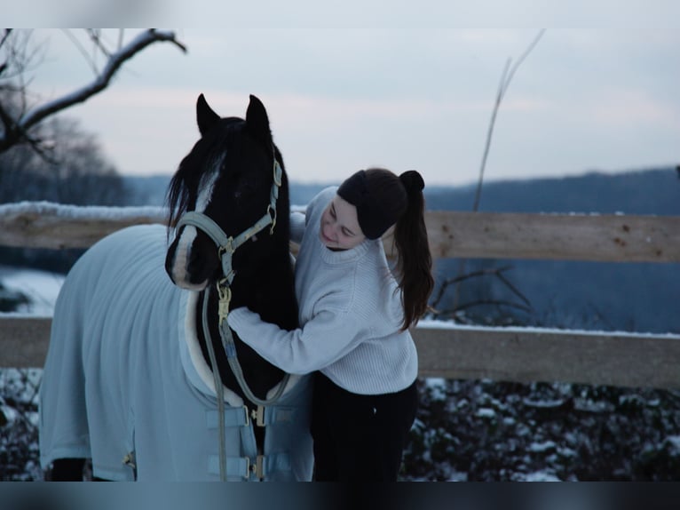 Welsh B Mare 10 years 12,2 hh in Overath